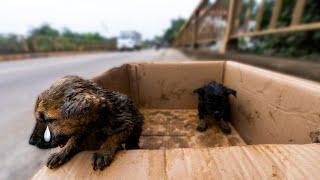 Rescuing Two Injured Puppies Abandoned in a Box Under the Bridge