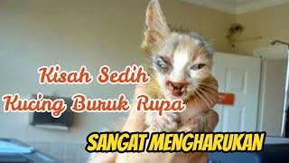 Sangat Mengharukan | Kisah Sedih Kucing Buruk Rupa