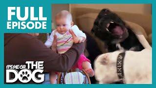 The Fighting Bulldog Sisters Attack Baby | Full Episode | It's Me or The Dog