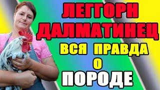 Леггорн Далматинец - вся правда о породе. Стоит ли заводить в своем хозяйстве.