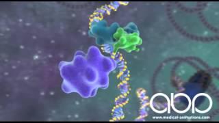 DNA Antibodies