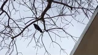 The Hello Crow Finds Me Again