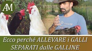 Ecco perché allevare i galli separati dalle galline - Avicoltura e Pollaio