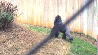 Angry Gorilla Pounds Chest