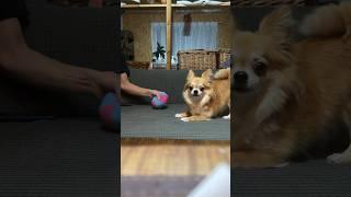 途中ボールを見失ったふりをするチワワが可愛い。 #チワワ #犬 #shorts