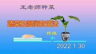 王老师种菜：蔬菜的湿润育苗法