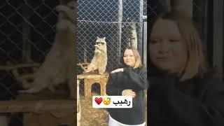 المقطع جميل ️