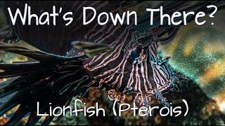 Lionfish (Pterois) - What's Down There?