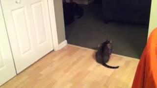 Cat fetches his toy