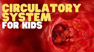 Circulatory System for Kids | Learn all about how blood travels through the body