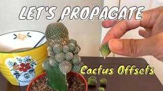 Propagating Offsets from a Grafted Cactus | Cactus Propagation