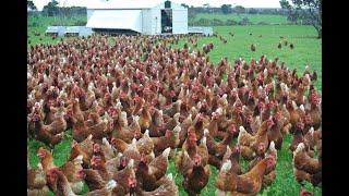 Amazing : Nearly 30 Thousand  Chickens and Roosters All at Once out for feeding.