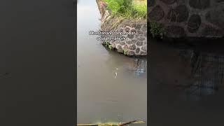 Mancing ikan di rawa  #mancing #ikan #babon #fyp #viralshort  @Fikta48