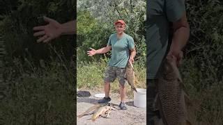 Сазан на фидер #fishing #рыбалканафидер #рыбалка #днепр #трофей #carpfishing #карп