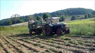 Kartoffel ernte 2013 mit Hanomag R 442 Brillant M und Hassia Kartoffelvollernter