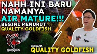 NAHH INI BARU NAMANYA AIR MATURE!!! BEGINI MENURUT QUALITY GOLDFISH!!!