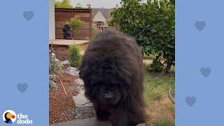 People Think This Lady Has A 'Bear' In Her Backyard | The Dodo Soulmates