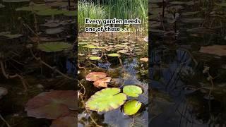 A Wildlife Pond 5 Years On