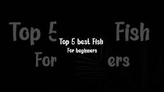 Top 5 best fish for beginners in aquarium hobby #aquraium #fish #beginners #top 5