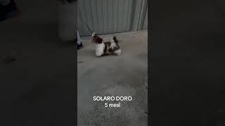 SOLARO DORO #dog #pets #grooming #prodotti #shihtzu #puppy #perte #toelettatura #petlover