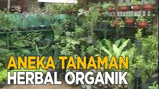 Aneka tanaman herbal yang memiliki banyak khasiat | SISI LAIN