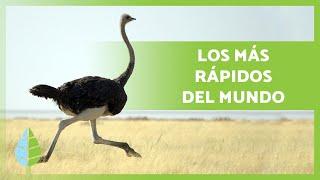 Los ANIMALES más RÁPIDOS del MUNDO  (TOP 10)