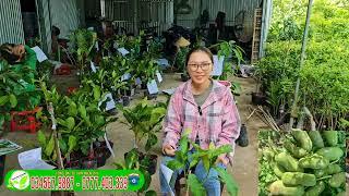 Mít tố nữ Sầu riêng cây giống mới