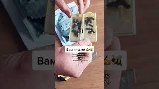️ пересылка пчелиных маток по России #пчеловодство