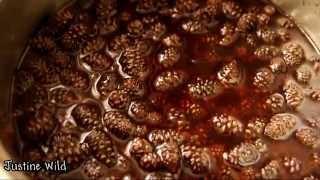 Варенье из сосновых шишек рецепт Jam of pine cones