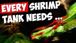 6 Must-Haves for Red Cherry Shrimp Tanks! 