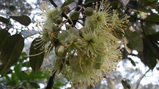 DURIAN MONTONG NGINRIP LANGSUNG KE KEBUN DURIAN MONTONG