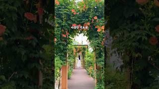 (실시간)부산 능소화 개화 도심 속 숨어있는 능소화터널 #월륜사