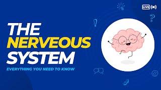 The Nervous System: Everything you need to know! | Health Hackers