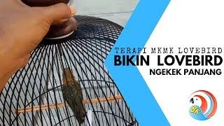 Lovebird Ngekek Panjang Dengan Terapi Ini