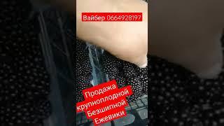 продам крупноплодную безшипную ежевику Натчез  #ежевика #натчез #крупнаяежевика #безшипнаяежевика
