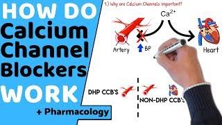 How do Calcium Channel Blockers Work? (+Pharmacology)