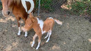 Introducing Buttercup! Our New Foal!