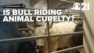 Bullride Mania met with controversy by PETA, activists