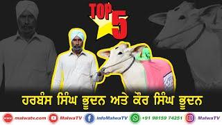 𝐓𝐎𝐏 𝟓 𝐎𝐗 𝐑𝐀𝐂𝐄𝐒  Harbans Singh Bhudan and Kaur Singh Bhudan (Roldu Khan Kelon) OX RACES 2020MalwaTV