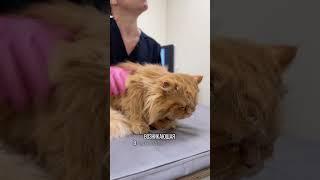 Пневмония у кошек?  #животные #котики #милыекотики #ветеринарнаяклиника #вакцинация