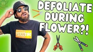 DEFOLIATION? GOOD OR BAD?! ... Lollipopping, Schwazzing and Pruning!