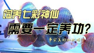 饲养七彩神仙鱼 需要养功吗？ #discus #discusbreeder #discustank #discusfish #七彩神仙魚