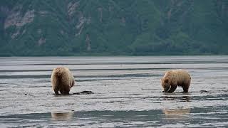 Chinitna Bay, Lake Clark National Park, Alaska - Bear viewing 2021 Jul. 01