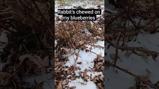 DAMAGE!!  How I’m Protecting My Food Forest 