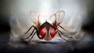 Eega Review