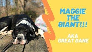 Best Great Dane Dog Trainers in PA ||| 1 Year Old Great Dane, Maggie