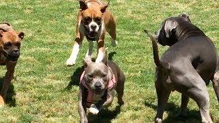 Two Boxers Hassle and Frighten a PitBull