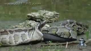 Python eats Alligator 02, Time Lapse Speed x6