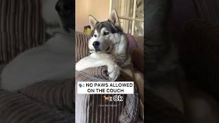 FUNNIEST Huskies | Best Videos | Normal dogs vs Huskies  #huskydog #husky #funnydogs #shorts