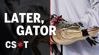 Chicago's Humboldt Park gator caught by Florida alligator expert